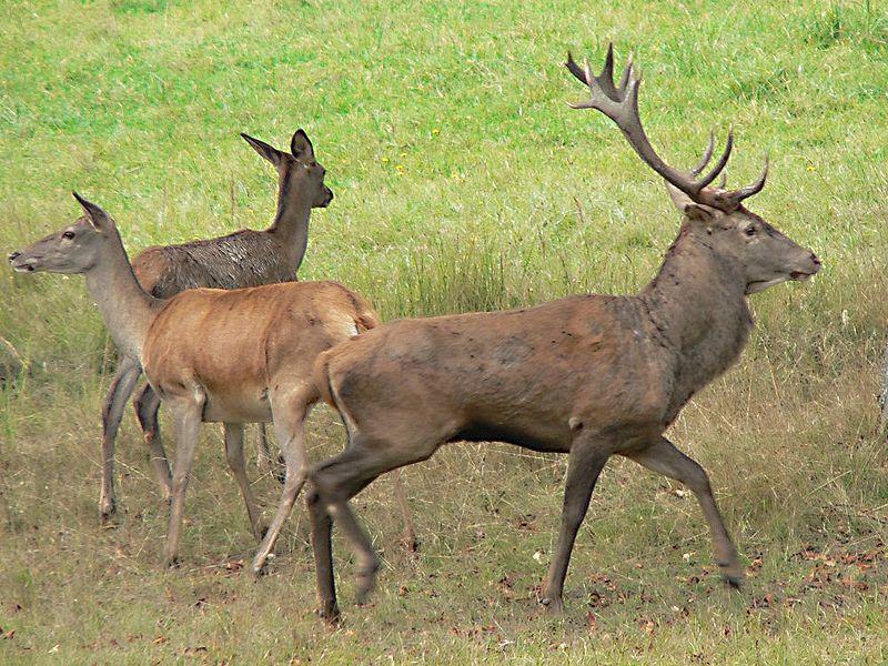 TRESFJORD STORVILTVALD (TSV) Vidare nevnt som TSV i dokumentet Cervus