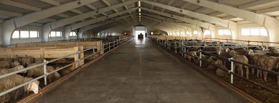 КФХ «СОЛНЫШКО» Vårsol-farm 2. Fjærfeavl Vi mener at det mest perspektivene er produksjon av kalkun-kjøtt. Det antas å ha opp til 500 kalkuner. Kalkun-kjøtt er i stabil og økende etterspørsel.