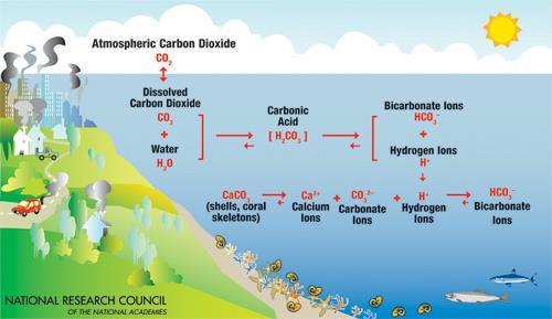 CO 2 opptak i havet forsuring av havet