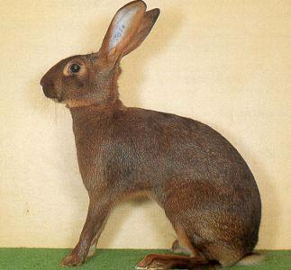 Belgisk Hare Idealvekt: 3,01-4,0 kg Rasen nedstammer fra Belgia og man regner med at rasen ble avlet fram i 1875. Rasen kom snart til England der de nevnes i litteraturen i 1896 av Wilkins.