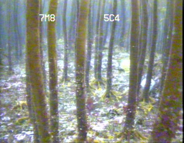 Før analyse ble videotransektene splittet opp i mindre avsnitt (for hvert minutt film) der gjennomsnittlig dyp, bunntype, tarevegetasjonens dekningsgrad, tetthet (av canopyplanter, eller