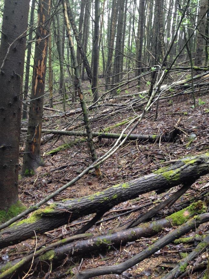 8 Forekomsten av død ved i reservatet er stor. Foto: Erica Neby. Alm (Ulmus glabra) er en rødlistet art som er utbredt i reservatet.