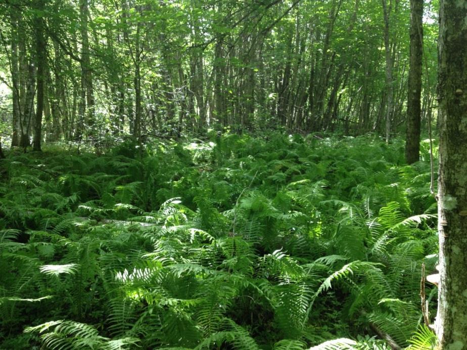 12 Strutseving dominerer dalbunnen i gråor-heggeskogen. Foto: Erica Neby.