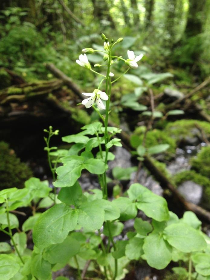 13 dalfiol (Viola selkirkii), springfrø (Impatiens noli-tangere), strutseving (Matteuccia struthiopteris) og bekkekarse (Cardamine amara). Bekkekarse vokser ved en bekk i lågurtskogen i nord.