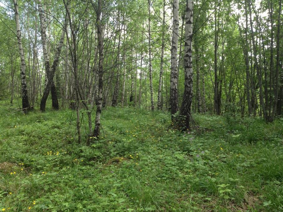 14 Åpen skog dominert av bjørk. Foto: Erica Neby.