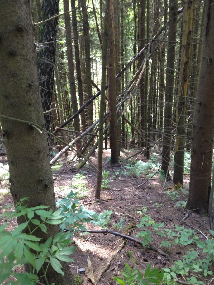 Foruten gran, finnes det noen eksemplarer av alm (Ulmus glabra) og rogn (Sorbus aucuparia) i tresjiktet.