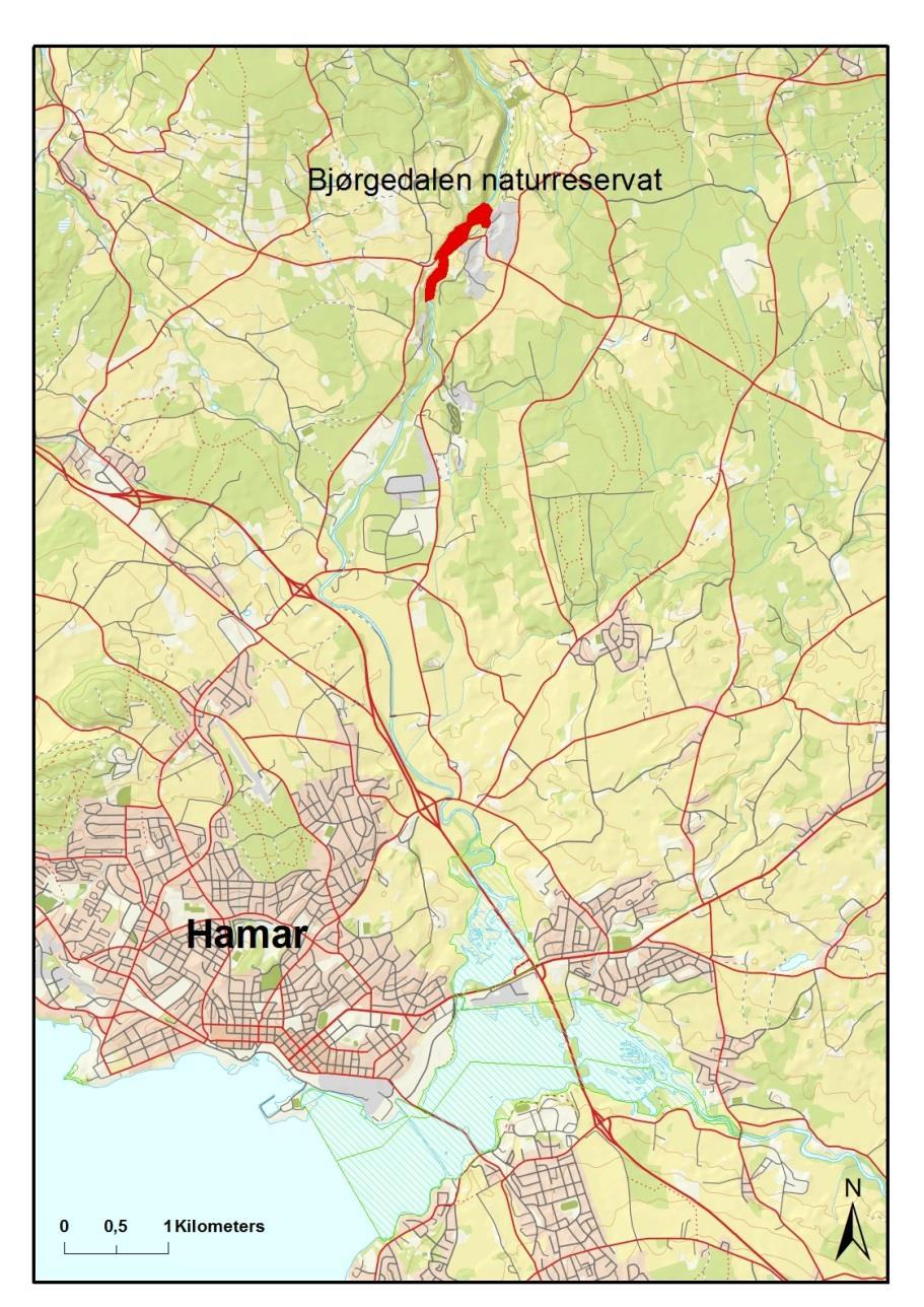 5 OMRÅDEBESKRIVELSE Bjørgedalen naturreservat ligger på grensa av Hamar og Ringsaker kommuner, nord for Hamar sentrum.