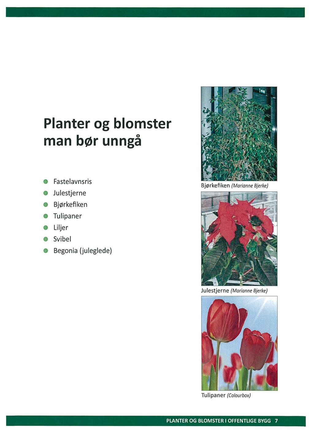 :~4~ Planter og blomster 0 man børunnga *4 Å I Fa stelavnsris Julestjerne Bjørkefiken Tulipaner Liljer Bjørkefiken (Marianne