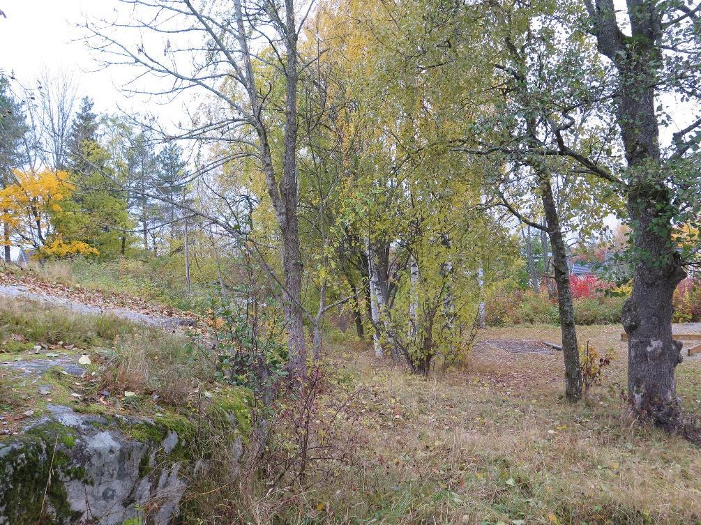 Figur 9. Mellom fuktområdet nord for Fjellstrand skole og langs kanten av skolen mot barnehagen og arealet med de gamle epletrærne, finnes et delvis trekledd areal. Foto: Ole J. Lønnve.