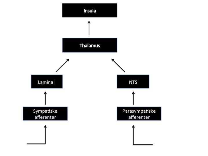 tilstand. I insula danner disse fysiologiske signalene fra kroppen grunnlag for en bevisstgjøring av slike følelser (15).