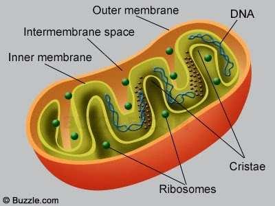 Mitokondrier http://jcs.biologists.