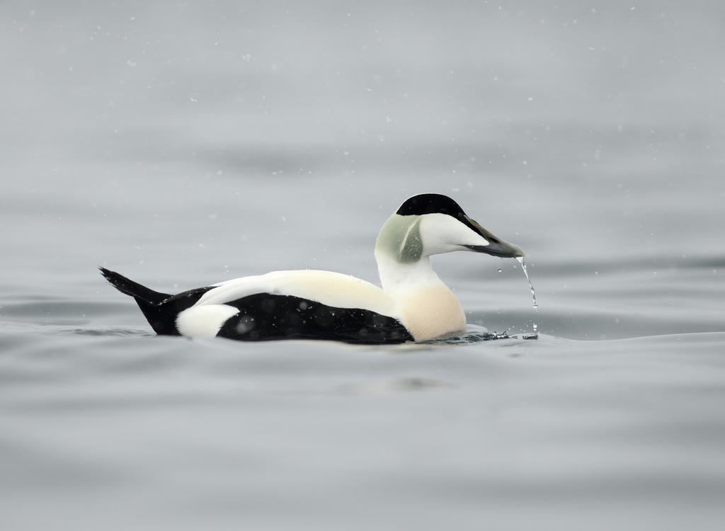 Ærfugl Somateria mollissima Rødliste status: NT. (Nær truet) Hele året. Max antall: 2000 individer. Normalt: 400-1000 Individer. Ærfuglen er tilstede i fjorden og havneområdet hele året.