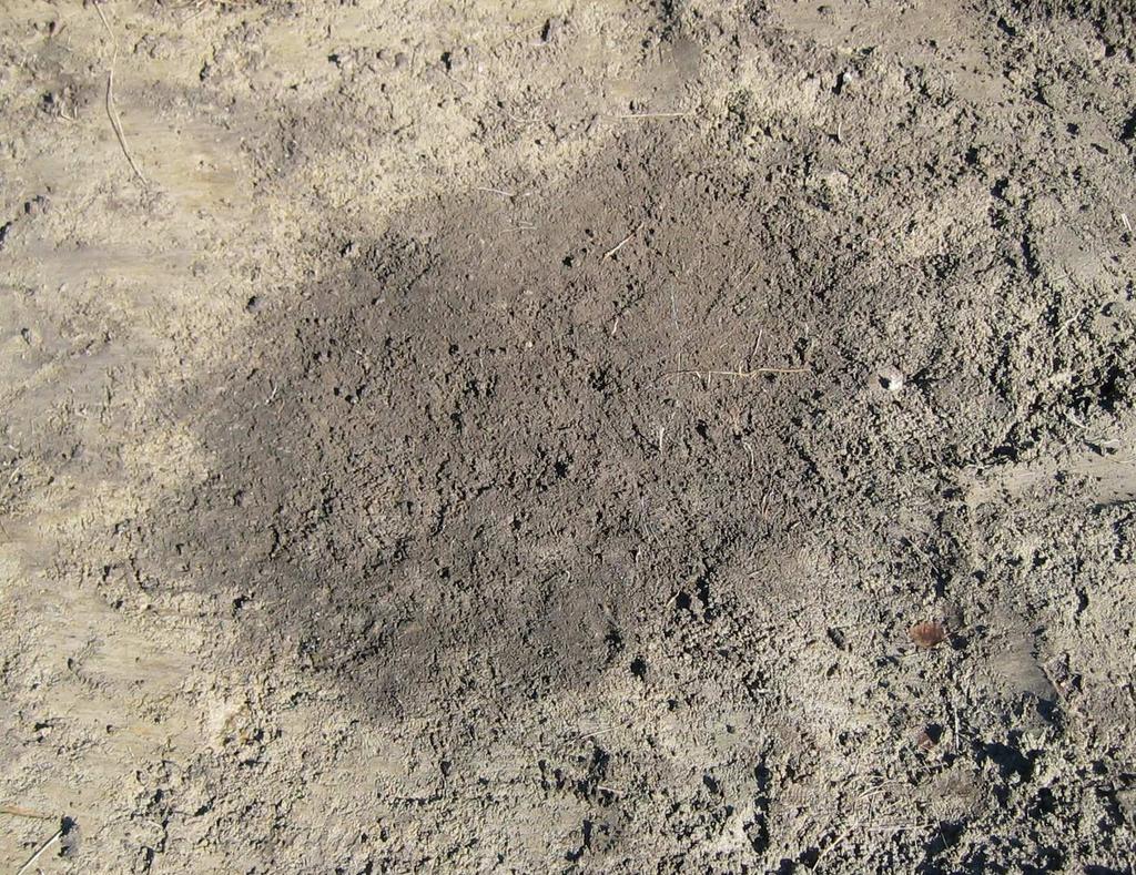 F11 Nedgravning Mål: 90x60 cm. Oval form. Massene består av humusblandet sand. Det var ikke kull i strukturen. Foto nr. 21.