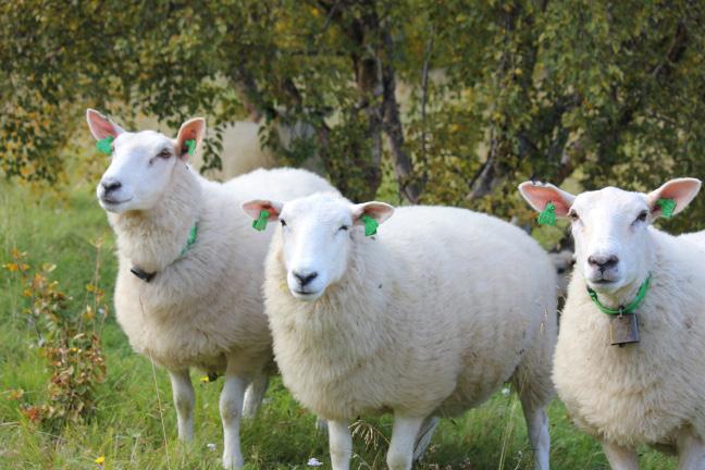 Tiltak 4. Drift av beitelag (søknadsfrist 1. desember, eget søknadsskjema) Samarbeid om tilsyn, sanking og gjerdehold fører til bedre utnyttelse av utmarksbeite og redusert tap av dyr på beite.