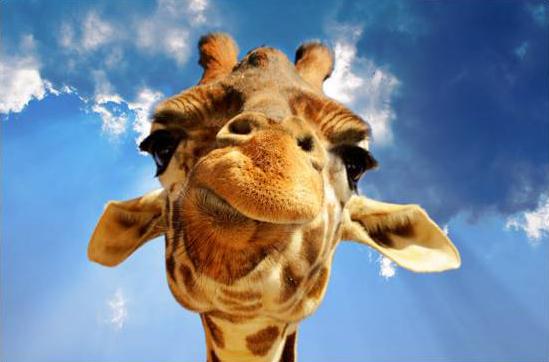 Giraffspråk kontra ulvespråk Klargjør hva som foregår inni oss, uttrykke egne følelser og behov, si hva vi