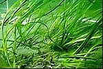 Biologiske kvalitetselementer Planteplankton Biomasse (Klorofyll a) biovolum,
