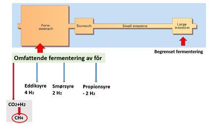 Direkte faktorer som påvirker utslipp av klimagasser Nitrogen (N) i avføring/urin Lystgass Faktorer: - Nitrogen i fôr - Utnyttelsen av N Enterisk