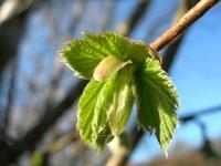 mai: Vårvandring i Botanisk hage 30 deltakere var med på dette besøket i Botanisk Hage på Tøyen.