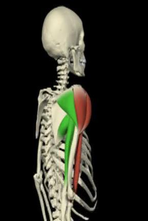 Infraspinatus Posterior capsule    movements) Advanced During basic