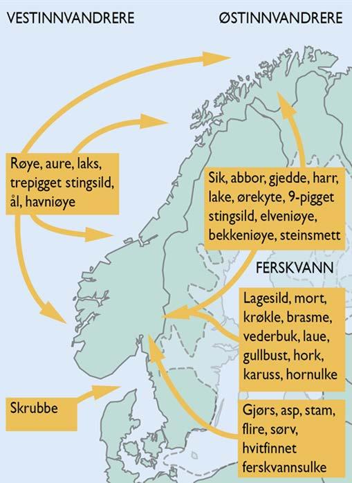 Norge har en artsfattig fiskefauna Norge ligger i utkanten av utbredelsområdet 32 arter med naturlig innvandring (+ ål) De