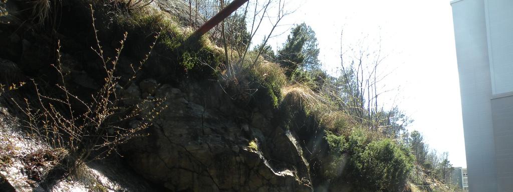 Det gror trær og vegetasjon med rotsystemer i bergsprekker i skråningen.