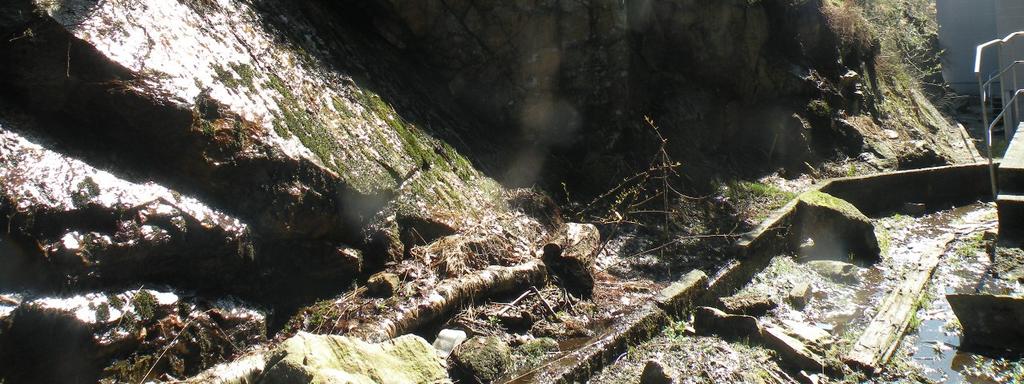 En del trær har også rotsystem i bergsprekker, som kan utløse steinsprang ved