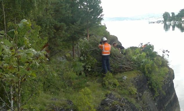 Stubbene ble forsøkt skåret så langt ned som praktisk mulig, med noe ganske få unntak.