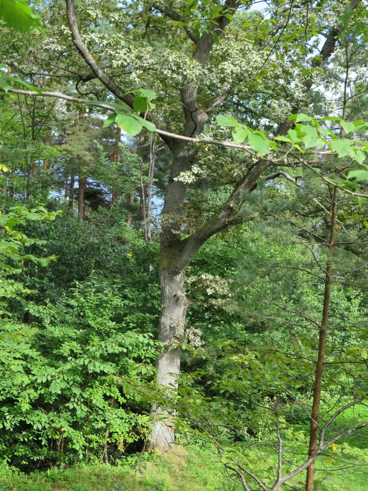Beliggenhet og naturgrunnlag: Treet står på eiendommen til Fjordvangveien 100. Naturtyper, utforminger og vegetasjonstyper: Avgrensningen gjelder naturtypen Store gamle trær med utforming Eik.