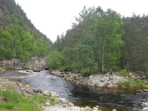 Figur: Bildet viser deler av begroingen på øya i elveløpet. Tilstand Elva deler seg med en liten øy i midten.