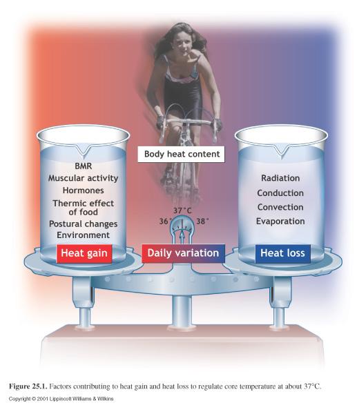 Temperaturregulering og akklimatisering Drikkerutiner etter trening og konkurranser Drikk 0,7-1 liter den først timen etter trening/konkurranse Vann er OK hvis treningen varte <1 time Ved