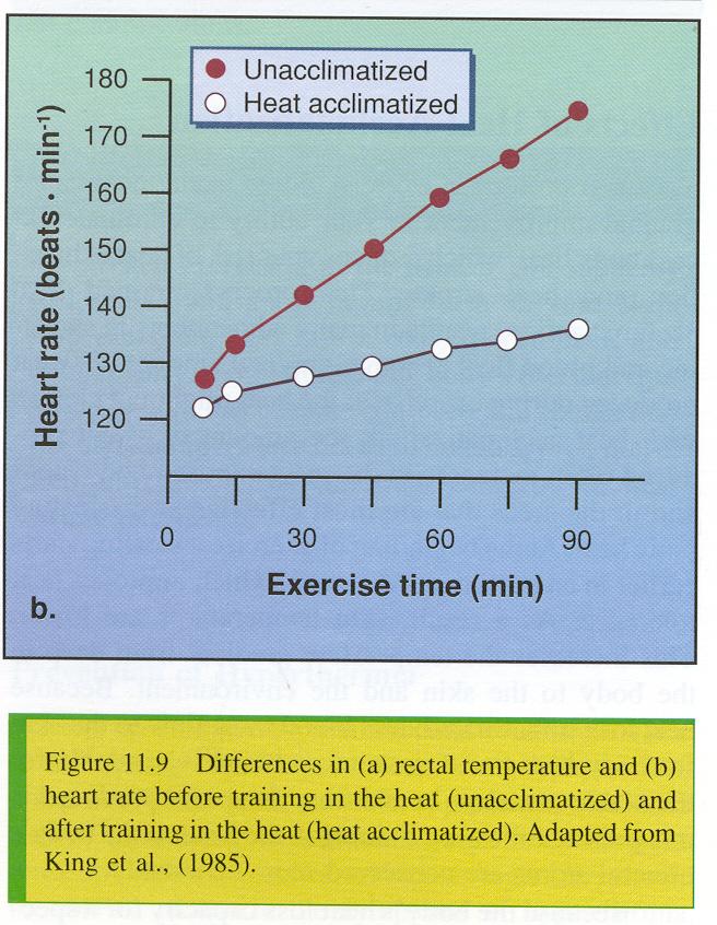 Lær deg å drikke så mye som mulig under og rett etter trening og bruk sportsdrikke med salter og karbohydrater Test ut væskebehovet ditt i varmt klima ved å måle svetterate (væsketap pr time), slik