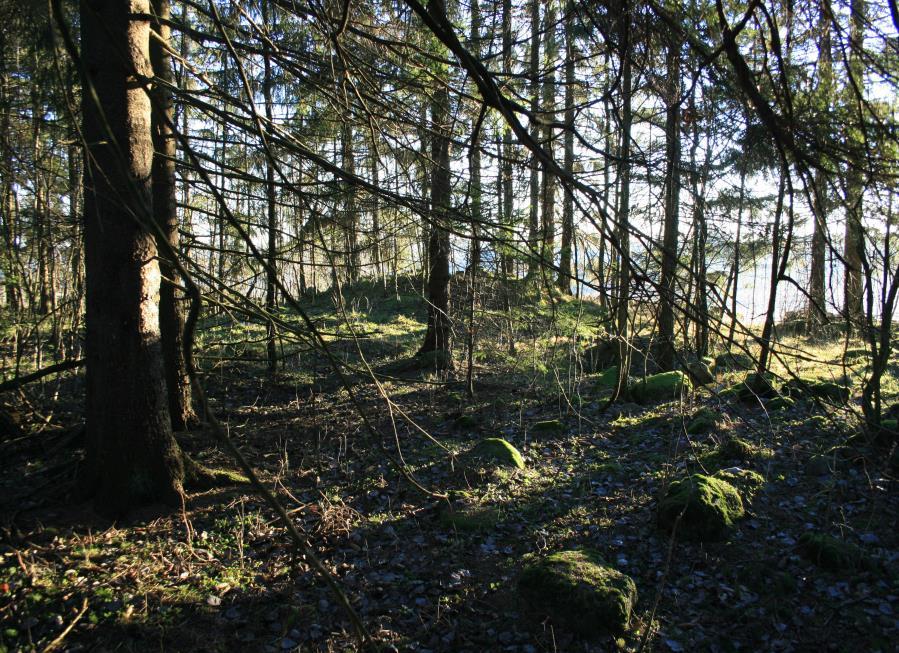 Selve gravrøysen er bevokst med gress og grantrær, det er bare synlig rundkamp i plyndringsgrop og rundt kantene.