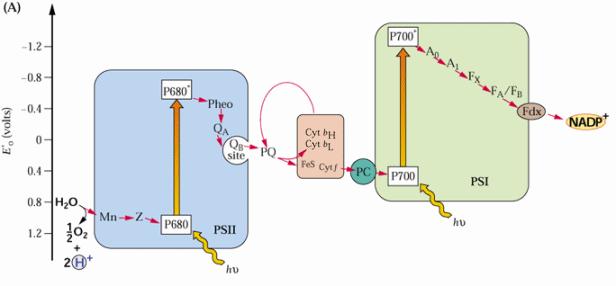 650-680 nm 650-700 nm 720 nm Kvandid tõstavad elektroni kumbki 1.8 V võrra, aga elektroni liikumisel klorofüllilt aktseptorile muutub sellest 0.
