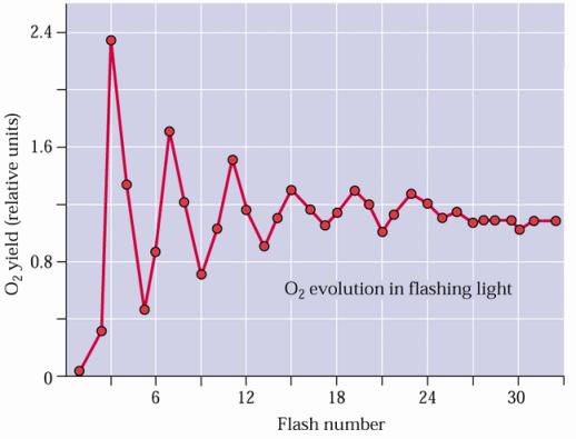 O 2 eraldumine ühepöörde-välkudes Kui klorella suspensiooni valgustati 5 mikrosekundiliste ksenoonvälkudega, siis O 2 eraldus iga neljanda ajal, alguses aga kolmandal välgul.