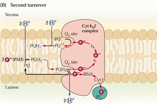 Q-tsükkel: imeline molekulaarmasin, mis võimaldab igal e- transportida kaks H + (P. Mitchell, Nobeli preemia). Esimene PQH 2 oksüdeerub luumeni (alumises) saidis, 1 e - -> Cytf->PC, 2e - ->Cyt b h.
