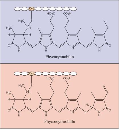 Vetikatel ja tsüanobakteritel (sinivetikatel) on veel mitmeid teisi abipigmente, nagu fükobiliinid, kuid