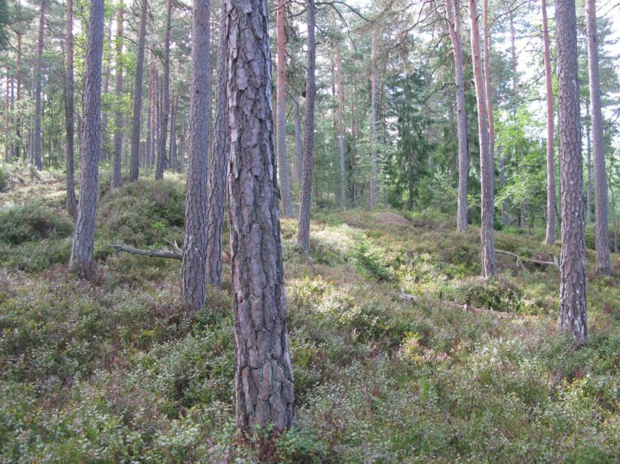 3. Den østlige og sørlige delen Denne delen omfatter store deler av planområdet. I de skrinne ryggene forekommer fattig ensaldret blåbær-furuskog med litt innslag av gran, bjørk, eik og osp (figur 6).