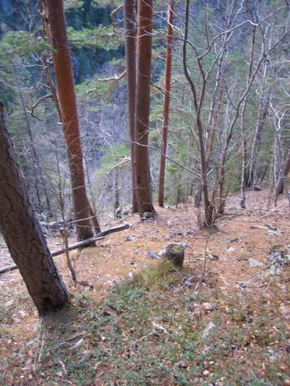 5.4 Artsmangfold Fuktig gråor-heggeskog og høgstaudeskog dominerer i bunn av kløfta. Langs bekken i bunn er det mye naken grov stein med lite vegetasjonsdekke grunnet tidvis påvirkning av flomvann.