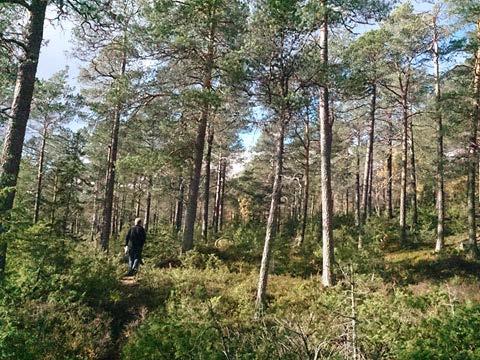 furuskoger sentralt i området