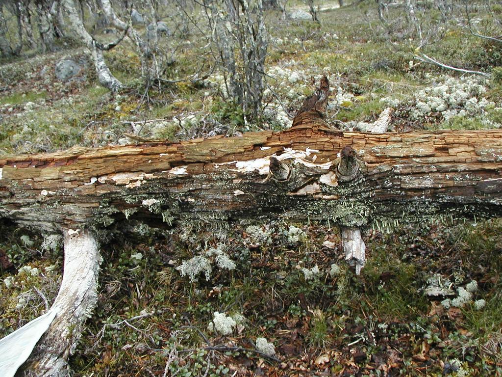 Sigve Reiso Godt nedbrutt furulåg med den