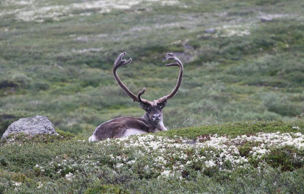 Forslag til planprogram for Regional plan for Norefjell Reinsjøfjell Høringsutgave 23.08.