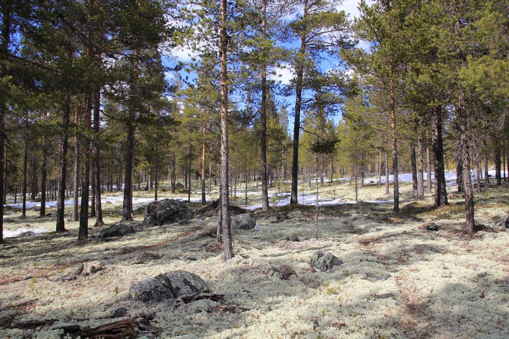 Forslag til planprogram for Regional plan for Norefjell Reinsjøfjell Høringsutgave 23.08.