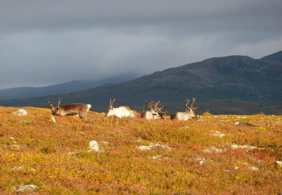 foreldre Helse og omsorg Miljø og klima Landbruk, mat og