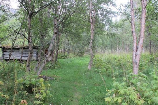 Det er viktig at sauene slipper inn og får beitet ned graset. I tillegg er det mulig med slått. Rydding er også aktuelt.