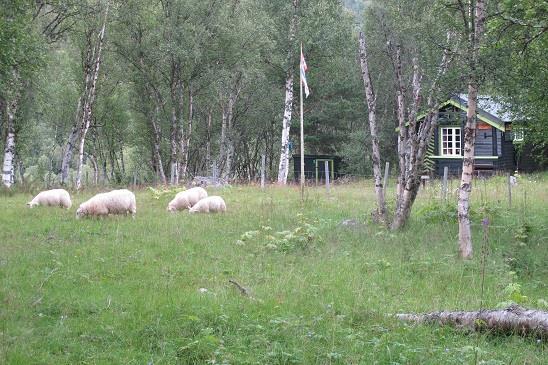Tidligere var landskapet her trolig åpnere. Bildet er fra enga ved hytta Tussebu i lokaliteten 02 Kjellan.