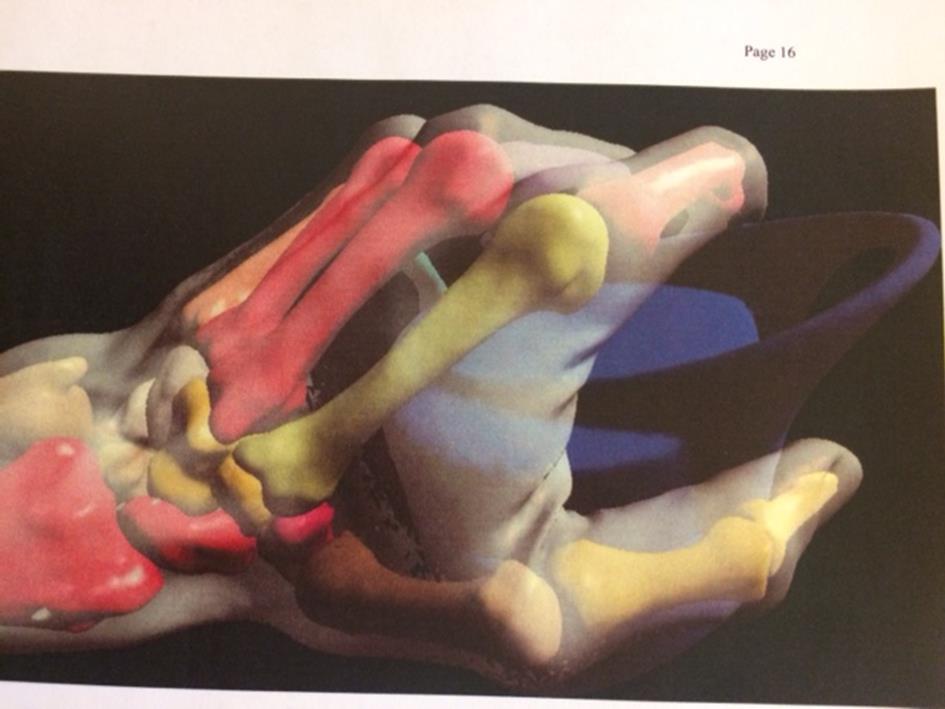 «120 kg may occur at the trapeziometacarpal