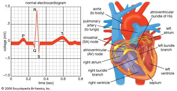 Hjertet andrer aktivitet ved stress HRV kan defineres som variasjon i tidsintervaller mellom påfølgende hjerteslag De vanligst brukte betegnelsene er RR- eller
