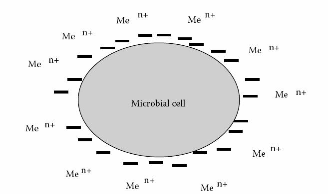 Interactia cationilor metalici cu sarcinile negative de pe suprafata celulara Fig. 2.