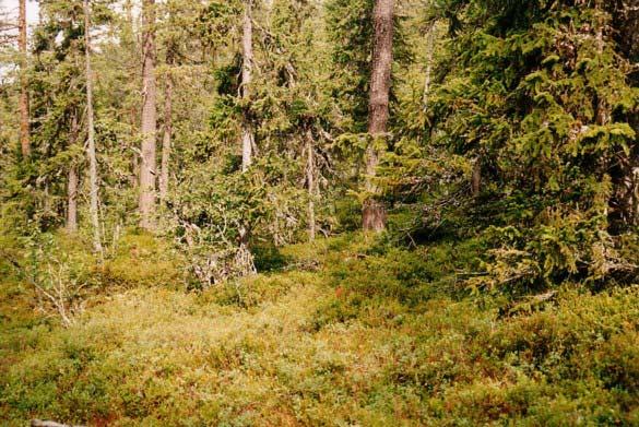 2.2.2. Blokkebærskog (Barbilophozio-Pinetum) Åpen furuskog med spredt kraggran. Jamn forekomst av blokkebær. Mye lyng. Tjukk matte av mose (Larsson 2000).