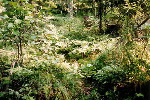 2.2.5. Småbregneskog (Eu Piceetum dryopteridetosum) Består av ren granskog med innslag av dunbjørk. Frodig feltsjikt av bla. småbregner, gras og skogsnelle (Larsson 2000).